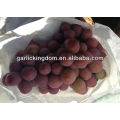 Meilleur raisin mondial rouge / raisin rouge Yunnan / raisin chinois